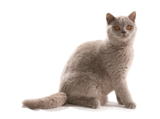 British Shorthair Lilac adult cat