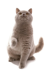 British Shorthair Lilac adult cat