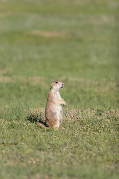 Prairie Dog