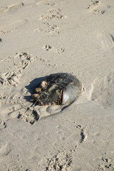 Horseshoe crab shell with attached barnacles on a wet sandy beach
