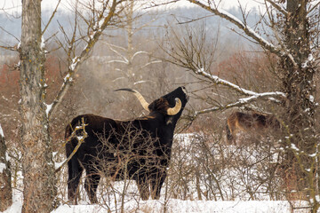 Wild Aurochs looking for food in a snowy landscape. A herd of black cows in the winter steppe near...