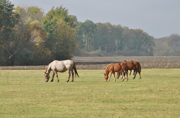 Mare and foals of the Novoolexandrian Draught breed graze on a pasture on a foggy autumn day