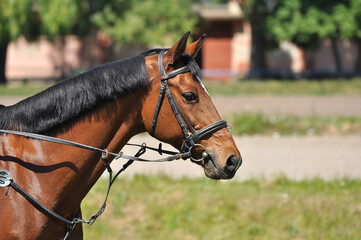 Obraz premium Portrait of a bay horse with a bridle in black leather
