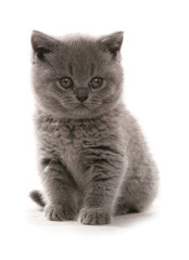 British Shorthair Blue Kitten