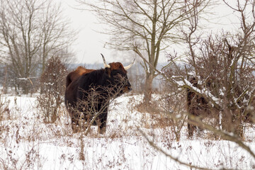 Wild Aurochs looking for food in a snowy landscape. A herd of black cows in the winter steppe near Milovice.