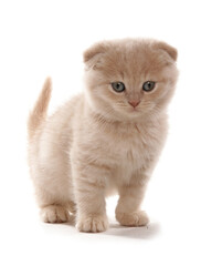 Scottish Fold Cream Kitten