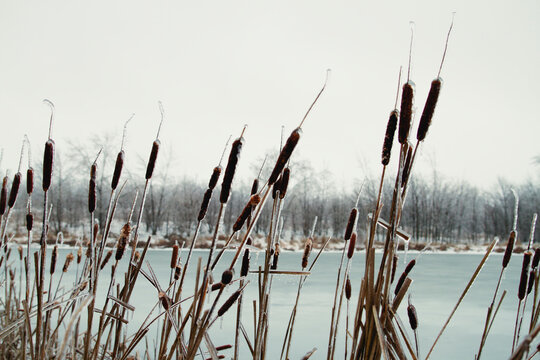Michigan Winter