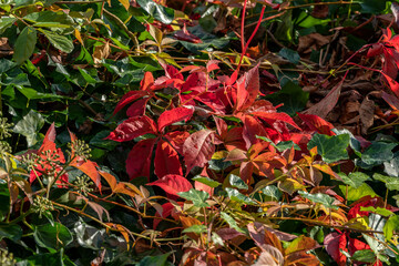 Autumn red foliage of a  false virginia creeper (parthenocissus inserta)
