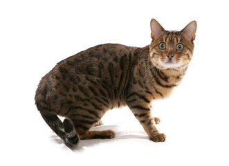 Rosetted Bengal Cat