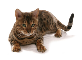 Rosetted Bengal Cat