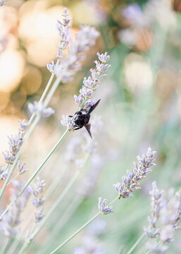 Carpenter bee pollinates lavandula spikes in garden at dusk