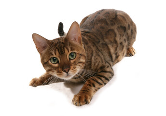 Rosetted Bengal Cat