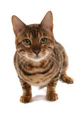 Rosetted Bengal Cat