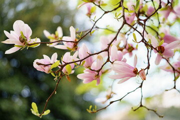 Fototapeta na wymiar Pink magnolia petals close-up on the branches.