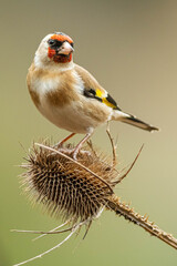 A european goldfinch (Carduelis carduelis) perched on a teasel to feed seeds.