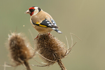 A european goldfinch (Carduelis carduelis) perched on a teasel to feed seeds.