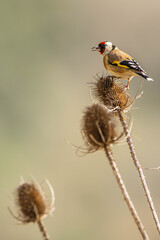 A european goldfinch (Carduelis carduelis) perched on a teasel to feed seeds.