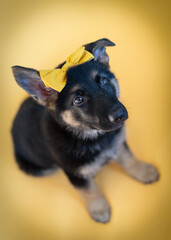 Floppy ear German Shepherd puppy with yellow background and bow