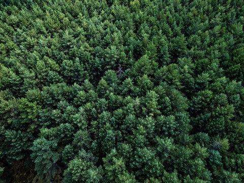 Aerial view of a forest, Spain