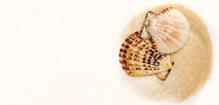 Beautiful sea shells and sand on white background