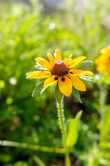Detail of a beautiful yellow flower with silky petals and unfocused background.
