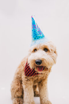 Birthday Boy