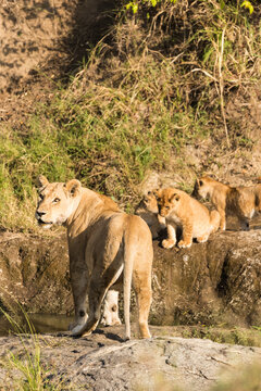 Lioness with her cubs looking at the camera