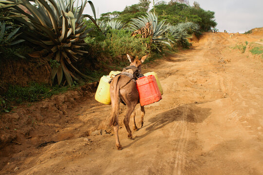 Donkey Carries Jugs
