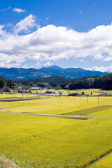 霧島連山をバックに秋の田園地帯