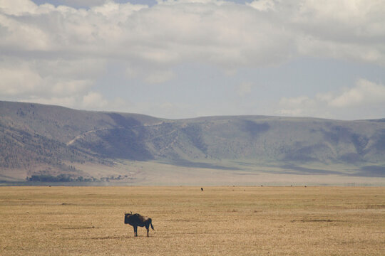 Wildebeest in Wild