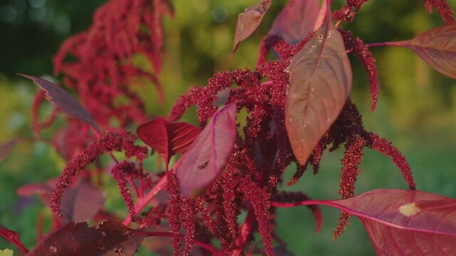 A decorative plant of red color growing in warm climates. The close-up shot of an exotic plant. Close up of garden amaranth