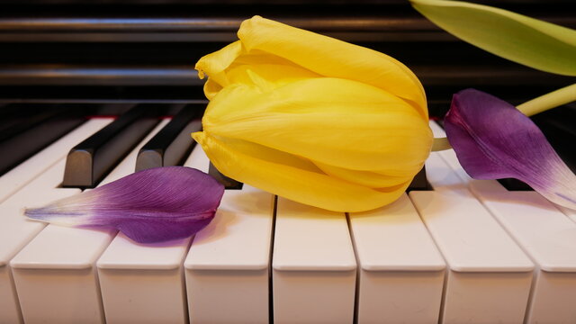 Yellow and purple tulips on the piano 