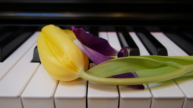 Yellow and purple tulips on the piano 