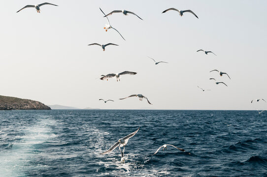 Sea gulls following a commercial fishing vessel, Fourni Islands,