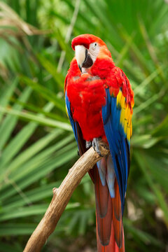 Brightly colored macaw parrot