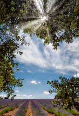 lavender fields in full bloom seen through the branches of a tree in the foreground through which sunlight filters, vertica