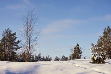 Fototapeta na wymiar Snow path in the winter forest on a frosty day.