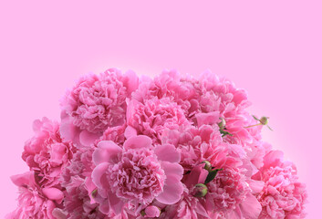 Blooming peonies in the garden on a sunny day