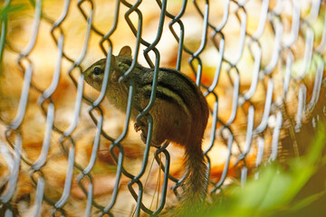 A tiny chipmunk with stripes on a fence
