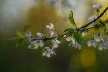 Clustered blooms  of cherry branches in the springtime