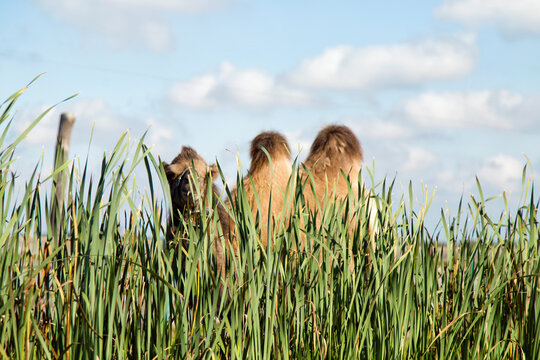 Camel lying in grass