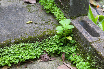 Small green weed on concrete stairs near Kuranda in Tropical North Queensland. Australia