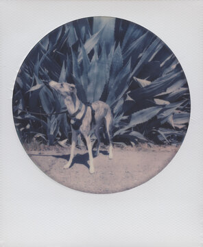 Polaroid of a Whippet Dog in front of a Large Agave Plant