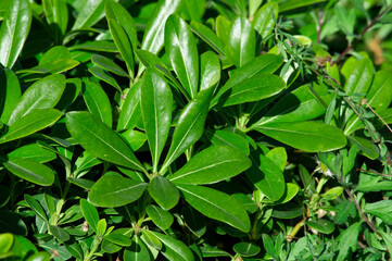 hojas verdes