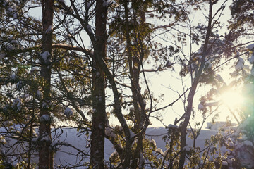 Trees in the winter forest under the snow on a sunny day.