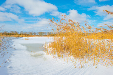 Fototapeta na wymiar Snowy edge of a snow frozen lake in wetland under a blue white cloudy sky in winter, Almere, Flevoland, The Netherlands, February 9, 2020