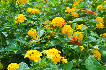 yellow flowers in the garden