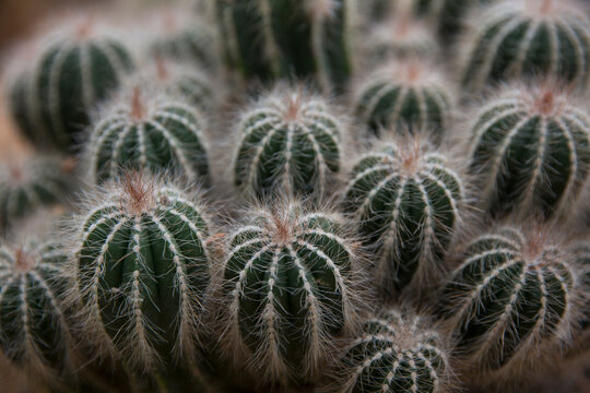 Cacti Garden