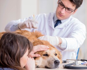 Doctor and assistant checking up golden retriever dog in vet cli