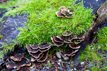 Fungus Shelves on a Stump